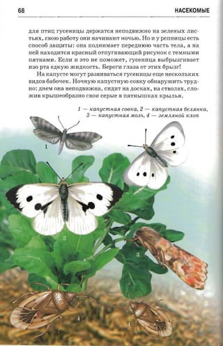 68                                                                     HACEKOMblE


     IVUI nTHIJ; r-yceunnsr   ll;epJKaTCSI HenOll;BHJKHO na 3eJIeHhIX JIHC­
     ThSIX, CBOIO pa60TY OHH Ha1:IHHaIOT H01:IhlO. Ho H y penHHIJ;hI ecrs
     cnocofi 3aI.IJ;HThI: OHa nOll;HI1MaeT nepezunoro 1:IaCTh TeJIa, a na
     HeH HaxOll;HTCSI KpaCHhIH oTnyrHBalOI.IJ;HH pHCyHOK C TeMHhIMH
     nSITHaMH. ECJIH H 3TO He nOMOJKeT, r-ycennua BhI6phI3rHBaeT
     H30 p'ra ell;KYIO JKHll;KOCTh.   Bepera    r-naaa OT 3THX    fipsrar!
        Ha rcanycre MoryT pa3BHBaThCSI           r-ycenmrsr   eI.IJ;e HeCKOJIhKHX
     BHll;OB 6a601:IeK. H01:IHYIO xanycrnyro COBKy 06HapYJKHTh TPYk
     HO: ll;HeM OHa HenOll;BHJKHa, CHll;HT na zrocxax , aa CTBOJIaX, CJIO­
     JKHB KphlIIIe06pa3HO CBOH        cepsre   B rrSITHbIIIIKax KphIJIhSI.


                         1-    tcarujcm.nasi COB/La,   2-     tcarujcmnast 6eJlRH/La,
                              3-   tcanucmuasi JIWJlb,    4-    3eMJlRHOU KJlOn
 