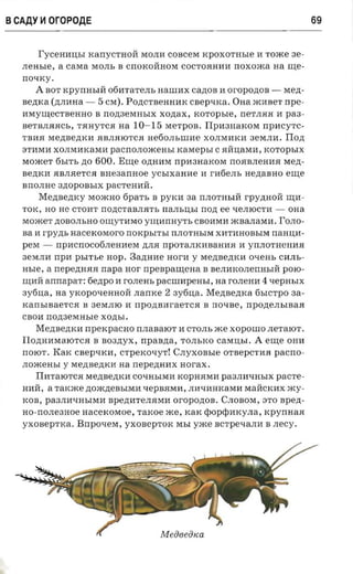 BCAAY ~ OroPOAE                                                              69


      Tvcenausr KarrycTHOI1 MOJI11 COBCeM KpOXOTHble 11 Tome ae­
  .neasie, a caera MOJIb B CrrOKOI1HOM COCTOJlH1111 noxoxca aa me­
  noxxy.
    A BOT xpyrrasui 0611TaTeJIb HaUII1X canon 11 oropozroa -        Me,n:­
  aeznca (,n:JI11Ha - 5 CM). Po,n:CTBeHH11K csep-nca. OHa m11BeT npe­
  11MYIll,eCTBeHHO B nonaesmsrx xoztax , xoropsre , nerviaa 11 pas­
  BeTBJIJlJlCb, TJlHyTCH na 10 -15 MeTpOB. I1p113IIaKOM rrpncyrc­
  TB11H Me,n:Be,n:K11 JlBJIHlOTCH He60JlbiliHe XOJIM11K11 3eMJI11. Ilozt
  ST11M11 XOJIM11KaM11 pacno.noaceasi xaraepsr CJlI1:ll,aM11 , KOTOpbIX
  MomeT 6bITb no 600. Erne O,n:HHM rrp113HaKOM rrOJlBJIeH11Jl Me,n:­
  Be,n:K11 JlBJIJleTCH aneaarmoe YCbIxaHHe H rH6eJlb He,n:aBHO erne
  BrrOJIHe 3,n:OpOBbIX paCTeH11I1.
         Mezraezncy MomHO 6paTb B pyrcn aa rrJIOTHbII1 rpy,n:HOI1 Ill,11­
  TOK, HO He CTOHT rro,n:CTaBJIHTb narn.irsr nort ee qeJIlOCT11 - OHa
  MomeT ,n:OBOJIbHO OIll,YT11MO yrrnrnny'n- CB011M11 mBaJIaM11. rOJIO­
  aa 11 rpyzn, aacexorsoro noxpsrn.r nJIOTHbIM X11T11HOBbIM naaua­
  pex - npacnococneaaera ,n:JIJl npOTaJIK11BaH11H 11 ynJIOTHeHHJl
  3eMJIH rrpn psrr se HOp. 3a,n:H11e HOr11 y Me,n:Be,n:K11 OqeHb C11JIb­
  m.re, a nepezraas napa aor npenpaurena B BeJI11IWJIerrHbII1 poio­
  Ill,1111 armapar: 6e,n:poH rOJIeHb paCIIIHpeHbI, aa rOJIeHH 4 qepHbIX
  aytiua, na yKopOqeHHOI1 .namce 2 aytiua. Menseznca 6bICTpO aa­
  xansrsaerca B 3eMJIlO 11 rrponaaraerca B novae, npoziensraaa
  CB011 nonaeraasre XO,n:bI.
        Me,n:Be,n:K11 npercpacno n.naaaror 11 CTOJIb.IKexopouro JIeTalOT.
  llo,n:H11MalOTCJl B aoazryx , rrpanzia, TOJIbKO casnn,r. A erne OH11
  noior. KaK CBepqKH, CTpeKOqyT! Czryxonsre OTBepCT11H pacrro­
  JIOmeHbI y Me,n:Be,n:K11 aa nepezranx nor-ax.
        I111TalOTCJl Me,n:Be,n:KH COqHbIMH KOPHJlM11 pa3JIHqHbIX pacre­
  H11I1, a raroxe ,n:om,n:eBbIMH qepBJlMH, JI11qHHKaMH MaI1CK11X m y­
  KOB, pa3JI11qHbIMH Bpe,n:11TeJIHMH oropozroa. CJIOBOM, STO spen­
  HO-nOJIe3HOe nacexosroe, raxoe me, KaK rpopqiarcy.na, xpyrraaa
  yxoaeprxa . Brrponere , yxoaeprox MbI Y.IKe BCTpeqaJIH B .necy.




                                     M e06 eOKa
 