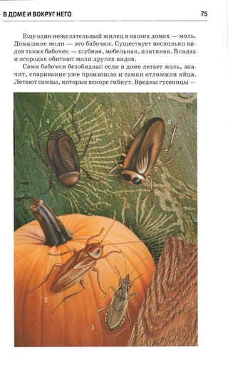 B AOME ~ BOKPyr HErO                                                            75


       E ure O.n;HH He:tKeJIaTeJIbHblU :tKHJIeI.I; B HanIHX .n;OMax - MOJIb .
   .uoMaIllHHe MOJIH - : n o 6a60llKH.       Cymecrnyer HeCKOJIbKO BH ­
   .n;OB TaKHX 6a60lleK - urytinaa , Me6eJIbHaH, rrJIaTHHaH . B canax
   H oropozr ax 06HTalOT MOJIH .n;py rHx BI1.n;OB.
       CaMH 6a60llKH 6e30611.n;Hbl : eCJIH B .n;OMe JIeTaeT MOJIb, 3Ha­
   lll1T,   cnapnaaane yxce rrp0 1130IllJIO 11 CaMKl1 OTJIO:tKI1JII1 HUI.I;a.
                     xoropsie scxope r116HyT . Bpezmsr ryceIIIlI..J;bI ­
   JIeTalOT CaMI.I;bl,
 