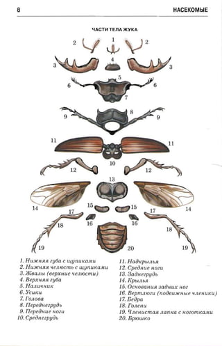 8                                                                    HACEKOMblE


                               ~ACTliI   TEJlA >KYKA




                      6




1. HU:JICHJlJl zy 6a c uiuniucasui          11. Haincpeuu;«
2. HU:JICHJlJl «eniocmo c uiun uicasui      12. Cpeiinue HOZU
3 . JK6aJlbi (e epxnue uen ioc m u .)       13. 3 a o Hezp y o b
4 . B epXHJlJl zy 6a                        14 . KPbl JlbJl
5 . HaJlU'lHUK                              15. OCH06aHUJl sa iin u.x HOZ
6 . YCUKU                                   16. B epm .uoeii (n o08U:JICH bl e «n enuscu.)
7. rOJl06a                                  17. E eop a
8. Ilepedueep uin,                          18. r OJleHU
9 . Ilepeiinue HOZU                         19 . g JleHUCm aJl n a n ica c noeomtcascu
10. Cpeiineep uin.                          20. EPIO UiKO
 
