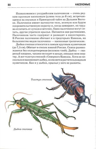 80                                                                        HACEKOMblE


         IIo3HaKoMHMCR C YCCypHllCKHM narrOqHHKOM -       O'IeHh pen­
     KHM KpynHhIM HaceKOMhIM (.n;JIHHa TeJIa   no 8 CM) , acrpexaro ­
     ~HMCR aa orryruxax B Il pnraopcxori raare aa ,IJ;arrhHeM Bocr o­
     Ke. IIarrOqH:HKH HMeroT BhITRHyToe TeJIO, ae.nenyro HJIH 6ypyro
     nOKpOBH TeJIhCTBeHHyro oxpacxy H, xorzta aasraparor-, HX TPYA­
     HO OTJIHqHTh OT CyqKOB H B e T Oq e K . O .n;H H     nanoxnaxa MoryT JIe­
     TaTh,   npyr-ae   yTpaTHJIH KPhIJIhR. I IH T a roT c R OHH paCTeHH5IMH.
     IIaJIoqHHKOB qaCTO         conepacar      H   paenozrar   B HHceKTapHRX.
     B   P OCCH H naJIOqHHK H 06HTalOT H B            n penrop sax   R a B K a 3 a, HO
     60JIhIIIHHCTBO B H .n; B naJIOqHHKa -
                          O                           aacexoxn.re TpOnHqeCKHe .
         ,IJ;h I 6 K a CTe n HaR OTHOCHTC5I K caMhI M K pynHhIM KY3HeqHKaM
     (no 7,5   CM). 06HTa e T B CTenRX romHoll P OCCH H . CaMKH p a 3 M H O­
     »carorca   6e3 OnJIo.n;OTBopeHHR ( B cn OM H H TJIell) . ,IJ;hl 6 K a -    CBH ­
     perrsr a X H ~HHK,                     aacane , o m H .n; a5I CBO ro mep ­
                           q a Ca M H OH CH.n;H T B
     TBY . A BOT T OJICT yH crennoii C Ceaepnor o R aB K a 3 a . XOT5I OH He­
     CKOJI hKO H H anOMHHa eT .n;hI6 Ky, HO RBJIReT C5I p a CTHTeJI hHOR .n;HhIM
     KY3 HeqHKOM . R a K H y .n;hI 6KH , K PhIJI h R y H ero He p a 3 B HThI.




     ,abl61Ca cmeruc ast
 