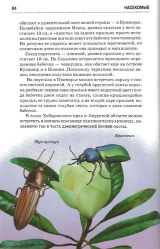 84                                                               HACEKOMblE


     06HTaIOT B y)];HBHTeJIhHOH acne aaureii crpattsr - B Ilpnraopse.
     IIoJII06yHcH    napycnnxosr Maarca, paanax rcpsr.m.ea y Hero )];0­
     CTHraeT   13   CM, a «XBOCThI» na aa)];HHX KPblJIhHX npOCTO BeJIH­
     KOJIenHhl (MecTHhle JKHTeJIH aOByT 3TY 6a60qKy XBOCToHocu;eM).
     Ha   pncynrce   ee OKpaCKa MOJKeT  noxaaa-rr.ca MpaqHOBaTOH, HO
     COJIHeqHhIM )];HeM   aa nOJIJIHKe ona npHBO)];HT B BOCXHII.J;eHHe.
         Cocert napycnnrca - aJIKHHOH, paaraax xpsrm.ea y Hero )];0­
     CTHraeT 10 CM. Ha CaXaJIHHe BCTpeqaeTCJI MpaqHOBaTO oxpa­
     men aaa 6a60qKa - xepayunca , OHa 06HTaeT eII.J;e na OCTpOBe
     Kvuaurap H B BnOHHH. 110CIWJIhKY 'IepHyrneK HeCKOJIhKO BH­
     )];OB, nOCJIe)];HHH nOJIyqHJIa naanaane JInOHCKoH.
          Ha onynncax B Tlpareopse MOJKHO BCTpenITh aopsxy C COB­
     cewr CBeTJIOH oxpacrcoit. A y rOJIy60H Op)];eHCKOH JIeHTbl oxpac­
     rca )];BOHHaH: nepsaa napa xpsr.nses HMeeT aaII.J;lITHhlH U;BeT (rcor­
     na   6a60qKa )];HeM CH)];HT   na   CTBOJIe, CJIOJKlIB xpsnnenonorino
     KPhlJIhH, ee Tpy)];HO 3aMeTHTh),      a   na BTOPOH nape rcpsinsea na­
     XO)];lITCH Ta CaMaJI rOJIy6aH JIeHTa, KOTopaH       1I zra.na aaaaamre
     6a6oQKe.
        B .necax Xatiaponcrcoro KpaJI 1I AMYPCKOH 06JIaCTH MOJKHO
     scrperrrn, 1I HOQHYIO xpacaaauy naBJIHHOrJIaaKy apresrnny, na­
     aBaHHyIO TaK B QeCTh zrpeaaerpeuecxoa 60rlIHH OXOThI.


                                                             Epacomen
 