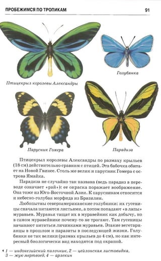 np06E*~Mc~nOTPon~KAM                                                              91




                                                                      FOJly6JlliICa

    Tlmuu etcpecn ICOpOJl e6bl A n eiccau dpu




                Ilapucnuic Tom epa                                  Ilapaii usa

           I1THll,eKpbIJI KOpOJIeBbI AJIeKCaH,lI,pbI IlO paaxaxy KphIJIbeB
        (18 CM) ,lI,eRCTBHTeJIbHO cpaBHHM Crrrnnea. 3Ta 6a601.JKa o6HTa­
        er a a HOBOR I'aunee. CTOJIb me BeJIHK H napycaax I'oraepa Coc­
        rposa 5IMaRKa.
            Ilapanna a He CJIy1.JaRHO TaK Ha3BaHa (sezn, napaznra B nepe­
        BO,lI,e 03Ha1.JaeT «pafi ») : ee OKp aCKa nopaacaer aoofipaxcen ae.
        OH a Tome H3 IOro-BoCT01.JHoH A3HH. K napycnmcara OTHOCHTCJI
        H He6eCHO-roJIy6aJI Mopqm}J;a 113 Bpa3HJIl1l1.
             JIro60IlhITHhI cea epo asrepnxaacxae rOJIy6JIHKH: l1X r y cena­
        ll,bI CHaLJaJIa IlHTaroTCJI JIHCTbJIMH, a IlOTOM nonanaior «B JIaIlbI »
        MypaBbeB. Mypam,n raur ar HX B MypaBeHHHK KaK }J;06bI1.JY , HO
        B caMOM MypaBeHHHKe IlOLJeMy-To He rpor aror. TaM rycenmrsr
        Ha1.JHHaroT IIHTaThCJI JIHLJI1HKaMH MypaBbeB. 3 TaKHe aererapa­
        aHI.I:hI B IlpOIIIJIOM H napaam-sr B noc.nezryronieii mH3HH. rOJIy­
        6JIHKH He TaK BeJII1KH (paaerax KphIJIheB ,lI,O 4 CM), HO KaK HHTe­
        peCHbIR 6HOJIOrI11.JeCKH BH,lI, Ha XO,lI,JITCJI IlO,lI, ox p a n oii .

~   1 - uniionesuuctcuic no nosn u « , 2 -      ueicnonctcasi JlUC m 06UolC a,
    3 - JlCYIC-,rwepm 6oe{j, 4 - ap.netcun.
 