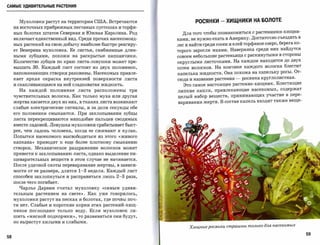 САМЫЕ УДИВИТЕЛЬНЫЕ РАСТЕНИЯ



       Мухоловки растут на территории США. Встречаются                   РОСЯНКИ - ХИЩНИКИ НА БОЛОТЕ
     на восточных прибрежных песчаных пустошах и торфя­
     ных болотах штатов Северная и Южная Каролина. Род             Для того чтобы познакомиться с растениями-хищни­
     включает единственный вид. Среди прочих насекомояд­         ками, не нужно ехать в Америку. Достаточно съездить в
     ных растений на свою добычу наиболее быстро реагиру­        лес и найти среди сосен и елей торфяное озеро, берега ко­
     ет Венерина мухоловка. Ее листья, снабженные длин­          торого заросли мхами. Наверняка среди них найдутся
     ными зубцами, похожи на раскрытые капканчики.               совсем небольшие растеньица с раскинутыми в стороны
     Количество зубцов по краю листа-ловушки может пре­          округлыми листочками. На каждом находится до двух
     вышать   30.   Каждый лист состоит из двух половинок,       сотен волосков. На кончике каждого волоска блестит
     напоминающих створки раковины. Насекомых привле­            капелька жидкости. Она похожа на капельку росы. От­
     кает яркая окраска внутренней поверхности листа             сюда и название растения   -   росянка круглолистная.
     и скапливающаяся на ней сладковатая жидкость.                  Это самое настоящее растение-хищниК. Блестящие
       На   каждой     половинке листа     расположены три       липкие капли, привлекающие насекомых, содержат
     чувствительных волоска. Как только муха или другая          целый набор веществ, принимающих участие в пере­
     жертва касается двух из них, в тканях листа возникают       варивании жертв. В состав капель входит также веще­
     слабые электрические сигналы, и за доли секунды обе
     его половинки смыкаются. При захлопывании зубцы
     листа перекрещиваются наподобие пальцев сводимых
     вместе ладоней. Ловушка мухоловки срабатывает быст­
     рее, чем ладонь человека, когда ее сжимают в кулак.

     Попытки насекомого высвободиться из этого «живого
     капкана»   приводят к еще более плотному смыканию
     створок. Механическое раздражение волосков может
     привести к захлопыванию листа, однако выделение пи­

     щеварительных веществ в этом случае не начинается.

     После удачной охоты переваривание жертвы, в зависи­
     мости от ее размера, длится   1-3   недели. Каждый лист
     способен захлопнуться и расправитьсялишь      2-3   раза,
     после чего погибает.
       Чарльз Дарвин считал мухоловку «самым удиви­
     тельным растением на свете». Как уже говорилось,
     мухоловки растут на песках и болотах, где почвы поч­
     ти нет. Слабые и короткие корни этих растений-хищ­
     ников поглощают только воду. Если мухоловок ли­
     шить «мясной подкормки», то развиваться они будут,
     но вырастут хилыми и слабыми.
                                                                      Хищные росяюси страшны толЬ/со для насекомых

                                                                                                                             59
58
 