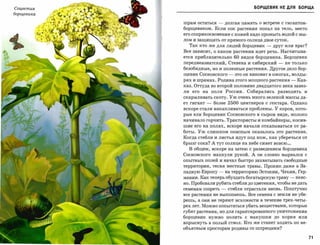 Соцветия                                             БОРЩЕВИК НЕ для       БОРЩА
борщевшса

            шрам остаться     -       долгая память о встрече с гигантом­

            борщевиком. Если сок растения попал на тело, место
            его соприкосновения с кожей надо промыть водой С мы­
            лом и защищать от прямого солнца двое суток.

              Так кто же для людей борщевик               -   друг или враг?
            Все зависит, о каком растении идет речь. Насчитыва­
            ется приблизительно            60   видов борщевика. Борщевик
            переднеазиатский, Стевена и сибирский               -   не только
            безобидные, но и полезные растения. Другое дело бор­
            щевик Сосновского          -   это он виноват в ожогах, волды­
            рях и шрамах. Родина этого мощного растения               -   Кав­
            каз. Оттуда во второй половине двадцатого века завез­
            ли его на поля России.                Собирались разводить и
            скармливать скоту. Уж очень много зеленой массы да­
            ет гигант   -   более      2500     центнеров с гектара. Однако
            вскоре стали накапливатьсяпроблемы. У коров, кото­
            рые ели борщевик Сосновского в сыром виде, молоко
            начинало горчить. Трактористыи комбайнеры, косив­
            шие его на полях, вскоре начали отказываться от ра­

            боты. Уж слишком опасным оказалось это растение.
            Когда стебли и листья идут под нож, как уберечься от
            брызг сока? А тут солнце на небе сияет вовсю...
              В общем, вскоре на затею с разведением борщевика
            Сосновского махнули рукой. А ОН словно вырвался с
            опытных полей и начал быстро захватывать свободные
            территории, тесня местные травы. Проник даже в За­
            падную Европу     -       на территорию Эстонии, Чехии, Гер­
            мании. Как теперь обуздать богатырскую траву             -    неяс­
            но. Пробовали рубить стебли до цветения, чтобы не дать
            семенам созреть       -    стебли отрастали вновь. Поштучно
            все растения не выкопаешь. Все семена с земли не убе­
            решь, а они не теряют всхожести в течение трех-четы­

            рех лет. Можно попытаться убить веществами, которые
            губят растения, но для гарантированного уничтожения
            борщевик нужно полить с макушки до корня или
            впрыснуть в полый ствол. Кто же станет ходить по не­
            объятным просторам родины со шприцами?

                                                                                  71
 