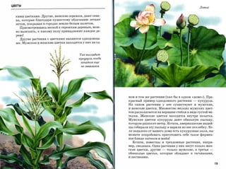 ЦВЕТЫ
                                                                                                       Лотос


  кими цветками. Другие, женские сережки, дают семе­
  на, которые благодаря пушистому облачению летают
  летом, покрывая в городах землю белым налетом.
    Присмотревшись весной к сережкам деревьев, мож­
  но выяснить, к какому полу принадлежит каждое де­

  рево!
    Другие растения с цветками являются однодомны­
  ми. Мужские и женские цветки находятся у них на од­




                                        Так выглядит
                                       кукуруза, когда
                                         початок еще

                                         незавязал.ся




                                                         ном И том же растении (как бы в одном «доме»). Пре­
                                                         красный пример однодомного растения     -    кукуруза.
                                                         На одном растении у нее существуют и мужские,
                                                         и женские цветки. Множество мелких мужских цвет­
                                                         ков располагается на вершине стебля в виде густой ме­
                                                         телки. ~енские цветки находятся внутри початка.
                                                         Мужские цветки кукурузы дают обильную пыльцу,
                                                         которую разносит ветер. Кстати, американские индей­
                                                         цы собирали эту пыльцу и варили из нее похлебку. Ес­
                                                         ли недалеко от вашего дома есть кукурузные поля, вы

                                                         можете попробовать приготовить себе такое фирмен­
                                                         ное блюдо ацтеков и майя!
                                                           Кстати, известны и трехдомные растения, напри­
                                                         мер, смолевка. Одни растения у них несут только жен­
                                                         ские цветки, другие   -   только мужские,   а третьи   ­
                                                         обоеполые цветки, которые обладают и тычинками,
                                                         и пестиками.



                                                                                                                    19
 