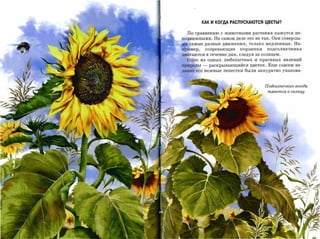 КАК И КОГДА РАСПУСКАЮТСЯ ЦВЕТЫ?


  По сравнению с животными растения кажутся не­
подвижными. На самом деле это не так. Они соверша­
 т самые разные движения, только медленные. На­
пример,       созревающие   корзинки    подсолнечника

двигаются в течение дня, следуя за солнцем.

  Одно из самых любопытных и красивых явлений
пр»роды   -    раскрывающийся цветок. Еще совсем не­
давнр его нежные лепестки были аккуратно упакова­



                                       подсолнечнuх; всегда
                                        тянется х; СОЛНЦУ
 