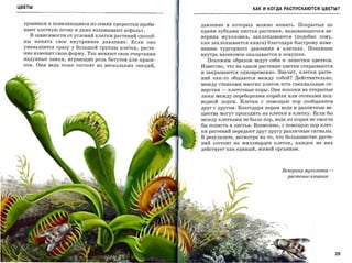 ЦВЕТЫ                                                                                КАК И КОГДА РАСПУСКАЮТСЯ ЦВЕТЫ?



  травинки и появляющиеся из семян проростки проби­           давление в которых можно менять.       Покрытые по
  вают плотную почву и даже взламывают асфальт.               краям зубцами листья растения, называющегося ве­
    В зависимости от условий клетки растений способ­          нерина мухоловка,      захлопываются (подобно тому,
  ны    менять   свое   внутреннее   давление.   Если   оно   как захлопывается книга) благодаря быстрому изме­
  уменьшится сразу у большой группы клеток, расте­            нению тургорного давления в клетках.       Попавшее
  ние изменит свою форму. Так меняют свои очертания           внутрь насекомое оказывается в ловушке.
  надувные замки, играющие роль батутов для прыж­               Похожим образом ведут себя и лепестки цветков.
  ков. Они ведь тоже состоят из нескольких секций,            Известно, что на одном растении цветки открываются
                                                              и закрываются одновременно. Значит, клетки расте­
                                                              ний как-то общаются между собой? Действительно,
                                                              между стенками многих клеток есть специальные от­

                                                              верстия   -   клеточные поры. Они похожи на открытые
                                                              люки между переборками корабля или отсеками под­
                                                              водной лодки. Клетки с помощью пор сообщаются
                                                              друг с другом. Благодаря порам вода и различные ве­
                                                              щества могут проходить из клетки в клетку. Если бы
                                                              между клетками не было пор, вода из корня не смогла
                                                              бы попасть в листья. Возможно, с помощью пор клет­
                                                              ки растений передают друг другу различные сигналы.
                                                              В результате, несмотря на то, что большинство расте­
                                                              ний состоит из миллиардов клеток, каждое из них
                                                              действует как единый, живой организм.




                                                                                               Венерина мухоловка   ­
                                                                                                 растение-хищник




                                                                                                                        29
 