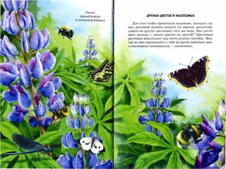 Люпин
   принадлежит                    ДРУЖБА ЦВЕТОВ И НАСЕКОМЫХ
н; семейству бобовых
                         Для того чтобы произошло опыление, пыльца с од­
                       них растений должна попасть на цветки, распустив­
                       шиеся на других растениях того же вида. Как доста­
                       вить пыльцу с одного цветка на другой? Цветковые
                       растения используют для этого разные способы. Мно­
                       гие из них привлекают к себе во время цветения мно­
                       гочисленных помощников   -   насекомых.
 