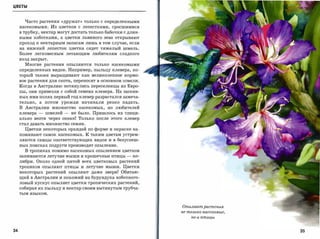 ЦВЕТЫ



       Часто растения «дружат» только С определенными
     насекомыми. Из цветков с лепестками, сросшимися
     в трубку, нектар могут достать только бабочки с длин­
     ными хоботками, а цветки львиного зева открывают
     проход к нектарным запасам лишь в том случае, если

     на нижний лепесток цветка сядет тяжелый шмель.
     Более легковесным летающим любителям сладкого
     вход закрыт.

       Многие растения опыляются только насекомыми
     определенных видов. Например, пыльцу клевера, ко­
     торый также выращивают как великолепное кормо­
     вое растения для скота, переносят в основном шмели.

     Когда в Австралию потянулись переселенцы из Евро­
     пы, они привезли с собой семена клевера. На засеян­
     ных ими полях первый год клевер разрастался замеча­
     тельно,   а   потом   урожаи   начинали   резко   падать.

     В Австралии множество насекомых,          но любителей
     клевера   -   шмелей   -   не было. Пришлось их специ­
     ально везти через океан! Только после этого клевер
     стал давать множество семян.

       Цветки некоторых орхидей по форме и окраске на­
     поминают самок насекомых. К таким цветам устрем­
     ляются самцы соответствующих видов и в безуспеш­
     ных поисках подруги производят опыление.

       В тропиках помимо насекомых опылением цветков
     занимаются летучие мыши и крошечные птицы          -   ко­

     либри. Около одной пятой всех цветковых растений
     тропиков опыляют птицы и летучие мыши. Цветки
     некоторых растений опыляют даже звери! Обитаю­
     щий в Австралии и похожий на бурундука хоботного­
     ловый кускус опыляет цветки тропических растений,
     собирая их пыльцу и нектар своим вытянутым трубча­
     тым языком.




                                                                  Опыляют растения
                                                                  не только насекомые,

                                                                      но и птицы




34                                                                                       35
 