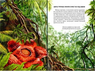 ЦВЕТЫ трупных лилий И КРЕСТ из-под ЗЕМЛИ

  Между прочим, в опылении цветов принима-       ­
ют участие не только шмели и пчелы. Не менее.
важную роль в этом процессе могут играть и м

хи. Как известно, этих крылатых созданий час­
то привлекают запахи с человеческой точки зре­
ния совсем неаппетитные. Оказывается, именно
такой «аромат», более всего напоминающий за­
пах тухлого мяса, испускает самый большой
цветок на свете!



             Цветок раффлезuuАр,..юлъдu
             всегда распускается на земле
 