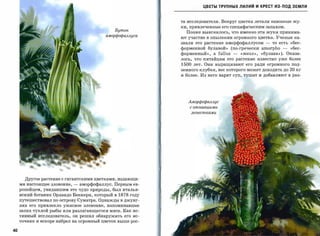 ЦВЕТЫ ТРУПНЫХ лилий И КРЕСТ из-под ЗЕМЛИ


                                                             та исследователя. Вокруг цветка летали навозные жу­
                                                             ки, привлеченныеего специфическимзапахом.
                                                БутО1l
                                                               Позже выяснилось, что именно эти жуки принима­
                                            аморфофаллуса
                                                             ют участие в опылении огромного цветка. Ученые на­
                                                             звали это растение аморфофаллусом -       то есть «бес­
                                                             форменной булавой»     (по-гречески   amorpho -   «бес­
                                                             форменный», а    fallus -   «жезл»,   «булава»). Оказа­
                                                             лось, что китайцам это растение известно уже более
                                                             1500   лет. Они выращивают его ради огромного под­
                                                             земного клубня, вес которого может доходить до    20   кг
                                                             и более. Из него варят суп, тушат и добавляют в раз­




                                                                Аморфофаллус
                                                                с отпавшими

                                                                 лепестками




       Другое растение с гигантскими цветками, издающи­
     ми настоящее зловоние,   -   аморфофаллус. Первым ев­
     ропейцем, увидавшим это чудо природы, был италья­
     нский ботаник Орландо Беккери, который в    1878 году
     путешествовалпо острову Суматра. Однажды в джунг­
     лях его привлекло ужасное зловоние, напоминавшее

     запах тухлой рыбы или разлагающегосямяса. Как ис­
     тинный исследователь, он решил обнаружить его ис­
     точник и вскоре набрел на огромный цветок выше рос­

40
 