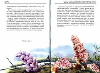 ЦВЕТЫ                                                                    ЦВЕТЫ ТРУПНЫХ ЛИЛИЙ И КРЕСТ из-под ЗЕМЛИ


  личные блюда, из этого клубня даже делают муку для            Растения-паразиты       со странными цветками суще­
  лапши.                                                      ствуют не только в тропиках.       С ними можно встре­
    На толстом стебле аморфофаллуса развивается все­          титься и в обычных смешанных лесах. Вот, скажем,
  го один коричневато-зеленый лист. Его длина часто           знаменитый петров крест. Всю свою жизнь ЭТО удиви­
  достигает   1,5   м. Осенью он желтеет и отмирает. Раз в    тельное растение проводит под землей.         Его кресто­
  несколько лет весной перезимовавшийклубень обра­            видное   (отсюда    и название!)   мясистое   корневище
  зует соцветие-початок,вытягивающийсяна 60-70 см.            прикрепляется    к корням тополя, лещины,      ясеня или

    Долгое время ботаникам не удавалось вырастить             ольхи. 3а счет этих деревьев петров крест и живет.
  аморфофаллус в оранжереях и ботанических садах.             Солнечный свет ему совсем не нужен! Когда наступа­
  Их попытки увенчались успехом лишь в         1937   году.   ет время цветения,       над землей поднимается    кисте­
  Тогда на цветущего гиганта смогли полюбоваться по­          видное   соцветие   с   розово-пурпурными     цветками   и

  сетители нью-йоркского ботаническогосада. С тех пор         бледными     листьями.    Опыляют его шмели и другие
  американскиегазеты сообщают о приближениицвете­             насекомые.

  ния аморфофаллуса,и, несмотря на запах, посмотреть
  на гигантский цветок стекается множество народа.




                            Петров I1-pecm
 