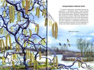 ПУТЕШЕСТВОВАТЬ ПОМОГАЕТ ВЕТЕР

  у многих цветковых растений пыльца пе­
реносится с помощью ветра. Такой способ
опыления имеет свои преимущества. Некото­
рые ветроопыляемые деревья выбрасывают
свою пыльцу в воздух очень рано весной, ког­
да еще не растаял весь снег и нет насекомых.

Цветение орешника указывает на приход вес­
ны. Его «сережки» с мужскими цветками по­
являются раньше листьев. К этому времени из
почек уже торчат наружу рыльца пестиков.




              Орешнuк в цвету
 