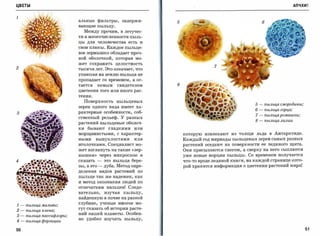 ЦВЕТЫ                                                                                                                       АПЧХИ!


1
                             альные фильтры,           задержи­
                                                                    5      E:.-~~                           6
                             вающие пыльцу.

                                  Между прочим, в летучес­
                             ти и многочисленности пыль­

                             цы    для   человечества    есть   и

                             свои плюсы. Каждое пыльце­
                             вое зернышко обладает проч­
                             ной оболочкой, которая мо­
                             жет    сохранять      целостность
2                            тысячи лет. Это означает, что
                             упавшая на землю пыльца не

                             пропадает со временем,        а ос­

                             тается      немым     свидетелем       8
                             цветения того или иного рас­

                             тения.

                                  Поверхность      пыльцевых
                                                                                                       5-   пыльца с.мородины;
                             зерен    одного вида имеет ха­
                                                                                                       6-   пыльца горца;
3                            рактерные особенности, соб­
                                                                                                       7-   пыльца ро.машки;
                             ственный рельеф. У разных
                                                                                                       8-   пыльца лилии
                             растений пыльцевые оболоч­
                             ки    бывают      гладкими    или
                             морщинистыми,         с характер­          которую извлекают из толщи льда в Антарктиде.
                             ными        выпуклостями      или          Каждый год мириады пыльцевых зерен самых разных
                             иголочками. Специалист мо­                 растений оседают на поверхности ее ледяного щита.
                             жет взглянуть на такие       «зер­         Они присыпаются снегом, а сверху на него сыплются
                             нышки»       через   микроскоп     и       уже новые порции пыльцы. Со временем получается
4                            сказать     -    это пыльца бере­          что-то вроде ледяной книги, на каждой странице кото­
                             зы, а это    -   дуба. Метод опре­         рой хранится информация о цветении растений мира!
                             деления видов растений по
                             пыльце так же надежен, как

                             и метод опознания людей по
                             отпечаткам пальцев! Следо­
                             вательно,        изучая   пыльцу,

                             найденную в почве на разной
                             глубине, ученые многое мо­
1   -   пыльца .мальвы;
                             гут сказать об истории расте­
2   -   пыльца клена;
                             ний нашей планеты. Особен­
3   -   пыльца пассифлоры;
                             но удобно изучать пыльцу,
4   -   пыльца форзиции

50                                                                                                                               51
 