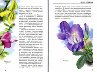 ПАРУСА И ПОДАЧ КИ



           ся совсем иначе. Однако достаточ­                     мым путь внутрь закрыт. Зато крупные шмели и пче­
           но показать              ему ее латинское     наз­    лы садятся на лодочку, как вертолеты на посадочную

           вание         -    Апетопе       nemorosa,    и он    площадку. Под их тяжестью лепестки приоткрывают­
           сразу же поймет, о каком именно                       ся. Путь к запасам нектара открыт! Порой влезшее
           растении идет речь.                                   внутрь такого цветка насекомое получает слабый удар
               Так вот, главным для Линнея,                      тычинками,   из   которых высыпается   пыльца.   Так,
           когда он разбирался с                    великим      например, действуют цветки люцерны, которую выра­
           множеством всевозможных расте­                        щивают на корм скоту.

           ний, было строение их цветков. Это
           и немудрено. Некоторые растения
           имеют столь характерные цветки,

           что их ни с какими другими не спу­

           таешь. Например, цветок бобовых
           растений.
               !:   бобовым относится много рас­
           тений,             которые       тысячелетиями
           кормят человечество.                  Горох, бобы
           и фасоль            возделывают         так давно,
           что не всегда удается точно устано­

           вить          их   дикорастущих          предков.

           Бобовые             -    одна из      трех самых
           крупных             групп    цветковых       расте­

           ний. Среди них есть не только тра­
           вянистые растения,                   но также кус­

           тарники и даже деревья.

               Общим признаком бобовых слу­
           жит любопытное строение цветка.
           На        5   чашелистиках расположены
           5   лепестков. Они не одинаковые.
           Верхний,                самый крупный,       носит
           название паруса, два боковых лепе­
           стка называются веслами. Нижние
           два леп~стка срастаются вместе. Они
           называются лодочкой. Не цветок,                                  Люцерн.а
Душистый
           а маленький кораблик! Внутри цвет­
 горошек
           ка обычно           1 пестик     и   10 тычинок.
               Лепестки цветка плотно пригна­
           ны друг К другу              -   мелким насеко­



54                                                                                                                       55
 