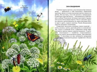 Луговое
                                   СИЛА ОБЪЕДИНЕНИЯ
разнотравье


                Главная задача цветков, опыляющихся без помощи
              ветра,   -   привлекать к себе насекомых. Одиночные
              крупные, яркие и сильно пахнущие цветки хорошо за­

              метны. Но как быть, если они мелкие и невзрачные?
              Существует простой выход      -   объединиться и действо­
              вать сообща! Отдельную песчинку разглядеть трудно,
              зато кучка песка видна хорошо. Так и с цветами. Груп­
              пы цветков, расположенные на одном растении близ­
              ко друг к другу, хорошо заметны. Такие объединения
              цветков называют соцветиями.

                Существует несколько основных типов соцветий         ­
              кисть, початок, щиток, простой зонтик и сложный зон­
              тик, колос и сложный колос. Собранные таким обра­
              зом вместе цветки хорошо заметны издалека. У расте­
              ний,     относящихся    к   семейству   сложноцветных,
              цветки не просто располагаются рядом. Они работают
              сообща. У некоторых из них начинается разделение
              ТI?~~~!;Ю:tБТ!, появляются разные «профессии»! Лучше
                              }'
 