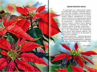ЦВЕТАМ ПОМОГАЮТ ЛИСТЬЯ

     у растений есть любопытный прием,
позволяющий привлечь внимание насеко­
мых или птиц колибри к цветкам неболь­
шого размера. Состоит он в том, что интен­
сивную окраску приобретают не только
лепестки цветка, но и окружающие цветок

листья. В качестве примера можно привес­
ти    пуансеттию     -   растение,   которым       в

странах Старого и Нового Света принято
украшать         квартиры под   Рождество.   Не
случайно другое название пуансеттии            ­
рождественская звезда. Ее цветки невзрач­
ны,    а   вот   окружающие     их   прицветные

листья имеют ярко-красную окраску. Эти
 рицветники сохраняются на растении от

двух до шести месяцев.

     Родина пуансеттий   -   влажные предгорья
Мексики и Центральной Америки. В культу­
ре эти растения поддерживаются с середины

XIX    века. Наиболее распространены сорта



                                     Пуаnсеmmuя
 