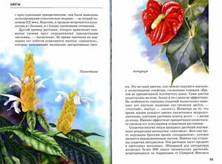 ЦВЕТЫ




  с ярко-краснымиприцветниками, они были выведены
  селекционерамиотносительнонедавно      -    во второй по­
  ловине ХХ века. Впрочем, в продаже встречаются пуан­
  сеттии и с белыми, и с бледно-кремовыми оттенками.
    Другой пример растения, которое привлекает вни­
  мание   своими    ярко   окрашенными       прицветными

  листьями,   -   пахистахис. Во время цветения на вер­
  шинах его побегов появляются желтые         (, шишечки »,
  которые напоминают маленькие декоративные           свеч­




                                               Пахuсmахuс         AlimypuYM



                                                              ки. Это не сами цветки, как мЬжно подумать вначале,
                                                              а колосовидные соцветия, сложенные главным обра­
                                                              зом из прицветников золотистого цвета. Сами цветки
                                                              пахистахиса мелкие, белые и не слишком эффектные.
                                                              На особенность строения соцветий пахистахиса наме­
                                                              кает его научное название (по-гречески        pachys ­
                                                              ('толстый»,   stachys -   (,колос»). Несмотря на то, что
                                                              время жизни каждого цветка пахистахиса непродол­

                                                              жительно, цветение растения длится долго      -   с весны

                                                              до осени. Именно эффектные прицветники пахистахи­
                                                              са сделали его популярным комнатным растением.

                                                                Соцветия многих видов ароидных растений напоми­
                                                              нают невзрачные вытянутые (,ХВОСТИКИ». Зато они час­
                                                              то окружены броским ярким «покрывалом», которое
                                                              является видоизмененным листом. Именно так устрое­
                                                              ны соцветия антуриумов. Эти растения часто продают
                                                              в цветочных магазинах. Обширный род антуриумов
                                                              включает более 800 видов тропических растений,
                                                              встречающихся на территории от Северной Мексики

                                                                                                                          65
 