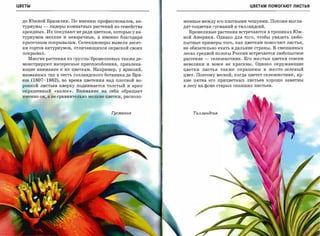 ЦВЕТЫ                                                                                      ЦВЕТАМ ПОМОГАЮТ ЛИСТЬЯ



  до Южной Бразилии. По мнению профессионалов, ан­         женные между его плотными чешуями. Похоже выгля­
  туриумы    -   лидеры комнатных растений из семейства    дят соцветия гусманий и тилландсиЙ.
  ароидных. Их покупают не ради цветков, которые у ан­       Бромеливыерастения встречаютсяв тропиках Юж­
  туриумов мелкие и невзрачные, а именно благодаря         ной Америки. Однако для того, чтобы увидеть любо­
  красочным покрывалам. Селекционеры вывели десят­         пытные примеры того, как цветкам помогают листья,

  ки сортов антуриумов, отличающихся окраской своих        не обязательно ехать в дальние страны. В смешанных
  покрывал.                                                лесах средней полосы России встречаетсялюбопытное
    Многие растения из группы бромелиевых также де­        растение   -   селезеночник. Его желтые цветки совсем
  монстрируют интересные приспособления, привлека­         невелики и вовсе не красивы. Однако окружающие
  ющие внимание к их цветкам. Например, у вриезий,         цветки листья также окрашены в желто-зеленый
  названных так в честь голландского ботаника де Ври­      цвет. Поэтому весной, когда цветет селезеночник, яр­
  еза   (1807-1862),   во время цветения над плотной во­   кие   пятна его     прицветных листьев   хорошо   заметны

  ронкой листьев кверху поднимается толстый и ярко         в лесу на фоне старых опавших листьев.
  окрашенный «колос». Внимание на себя обращает
  именно он, а не сравнительномелкие цветки, располо­




                                           Гусмания              Тuлландсu.я
 