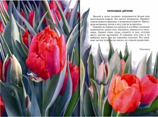 ТОРОПЛИВОЕ ЦВЕТЕНИЕ


  Весной в лесах полянки покрываются белым или
желтоватым ковром. Это цветут ветреницы. Пройдет
совсем немного времени, и ветреница отцветет. Цвету­
щую ветреницу летом в лесу уже не встретишь.

  Одними из первых на грядках и клумбах садоводов
появляются, радуя глаз, гиацинты, нарциссы и тюль­

паны. Однако очень скоро отцветут и они, уступив
место другим РЕтениям. В середине лета уже и не
найдешь место,   . р.е   рос красавец тюльпан. Его увяд­
шие листья поле i)]:и на землю, их скрыли разросшие­




                                               Тюльпаны
 