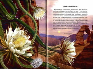 УДИВИТЕЛЬНЫЕ ЦВЕТЫ


    Существуют цветы столь необычные, что об их по­
явлении сообщают газеты. Один из них    -       так называ­
емая царица ночи, тропический кактус селеницереус
крупноцветковый, который еще называют змеиным
кактусом. Такое наименование возникло не случайно.
Дело в том, что в природных условиях длинные, тон­
кие изогнутые стебли этого кактуса растут, цепляясь
за скалы и вертикальные опоры. Они действительно
чем-то напоминают длинных змеек. Цветет этот как­
тус только по ночам, отсюда и название      -   царица но­
чи. Размер цзетк-ов достиrает   15-27   см
и   держатся ОНИ   в   открытом СОСТОЯНИИ
обычно всего лишь в течение одной ночи.
 