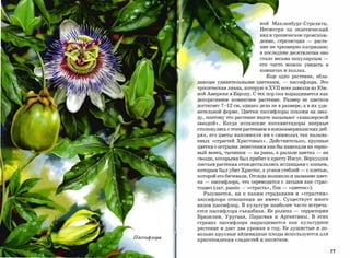 ной Макленбург-Стрелитц.
                                Несмотря на экзотический
                                вид и тропическое происхож­

                                дение,   стрелитция          -   расте­

                                ние не чрезмерно капризное;

                                в последние десятилетия оно

                                стало весьма популярным                ­
                                его   часто       можно      увидеть       в

                                комнатах и холлах.

                                  Еще одно растение, обла­
дающее удивительными цветками,                -    пассифлора. Это
тропическая лиана, которую в          XVII веке завезли из Юж­
ной Америки в Европу. С тех пор она выращивается как
декоративное комнатное растение. Размер ее цветков
достигает    7-12   см, однако дело не в размере, а в их уди­
вительной форме. Цветки пассифлоры похожи на звез­
ду, поэтому это растение иначе называют «кавалерской
звездой». Когда испанские конквистадоры впервые
столкнулисьс этим растением в южноамериканскихдеб­
рях, его цветы напомнили им о символах так называ­

емых «страстей Христовых». Действительно, крупные
цветки с острымилепесткамикак бы намекали на терно­
вый венец, тычинки        -   на раны, а рыльце цветка           -     на
гвозди, которыми был прибит к кресту Иисус. Верхушки
листьев растения отождествлялись испанцами с копьем,

которым был убит Христос, а усики стеблей                -   с плетью,
которой его бичевали. Отсюда возникло и название цвет­
ка   -   пассифлора, что переводится с латыни как страс­
тоцвет (лат.   passio -   «страстЬ»,   flos -      <<Цветок»).
     Разумеется, ни к каким страданиям и «страстям»
пассифлора отношения не имеет. Существует много
видов пассифлор. В культуре наиболее часто встреча­
ется пассифлора съедобная. Ее родина                 -   территория
Бразилии, Уругвая, Парагвая и Аргентины. В этих
странах     пассифлора выращивается                как   культурное
растение и дает два урожая в год. Ее душистые и до­
вольно крупные яйцевидные плоды используются для
приготовления сладостей и напитков.


                                                                               77
 