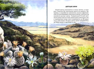 ЦВЕТУЩИЕ КАМНИ


  Порой цветы появляются в таких местах, в кото­
рых, казалось бы, растениям просто не выжить. На­
пример, в сентябре на каменистых осыпях африканс­
кой пустыни Намибии появляются белые, желтые или
золотисто-желтые цветы. Удивительно! В этой мест­
ности дождь идет не чаще одного раза в несколько лет,

а температура почвы часто поднимается до    60   граду­
сов и даже выше. И вдруг цветы среди камней! Отку­
да? Ведь вокруг и растений-то НЕ:1'.
 