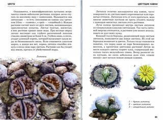 ЦВЕТЫ                                                                                                           ЦВЕТУЩИЕ КАМНИ



    Оказывается, в южноафриканских пустынях встре­                         Литопсы отлично маскируются под камни, часто
  чаются совсем небольшие растения, которые легко спу­                   поверхность их листьев имеет коричневатые или серо­

  тать по внешнему виду с камешками. Называются они                      ватые оттенки. Литопсам есть от кого прятаться, ведь
  литопсами        -   то есть ('похожими на камнИ» (на гречес­          многие животные   пустыни   не прочь утолить жажду

  ком   lithos -       ('камень», а   opsis -   ('подобный»). Каждое     С помощью мясистых листьев этого растения.

  растение состоит всего из двух листьев, напоминающих                     Лучи солнца проникают внутрь листьев литопсов
  приплюснутые копытца. Листья толстые, мясистые;                        по специальным каналам-световодам. Так часть свето­
  в них растение хранит запас воды. При взгляде сверху                   вой энергии отсекается, и растение уже может исполь­
  литопс выглядит как глубоко рассеченный пополам                        зовать ее для своих нужд.

  стволик диаметром не более            5 см.   Глубоко вниз, в песок,     Каждый год из борозды, разделяющей пару листьев
  уходит длинный корень, который высасывает капли во­                    литопсов, появляются два новые листика. Из этой же
  ды из безжизненного песка. Если становится слишком                     бороздки возникает и цветок. Только тогда становится
  жарко, а дождя все нет, корень литопса способен втя­                   понятно, что перед нами не пара безжизненных ка­
  нуть в песок свою пару листьев. Растение как бы уходит                 мешков, а крошечное цветковое растение! Летом на
  под землю, прячась от убийственной жары.                               месте каждого цветка созреет плод, содержащий нес­
                                                                         колько тысяч мельчайших семян. Ветер разносит их
                                                                         по пустыне, но лишь небольшая доля этих «семян
                                 Литопсы
                                                                         жизни»   даст начало новым живым камням.




                                                                                                       1-   бутон литопса;
                                                                                                       2-   цветок литопса;
                                                                                                       3-   отцветший литоnс




                                                                                                                                85
 