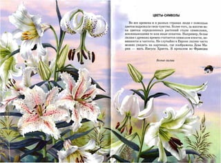 ЦВЕТы-символы


  Во все времена и в разных странах люди с помощью
цветов выражали свои чувства. Более того, за многие ве­
ка цветки определенных растений стали символами,
воплощающими те или иные понятия. Например, белая
лилия с древних времен считается символом юности, не­

винности и чистоты. Не случайно в Европе лилию часто
можно увидеть на картинах, где изображена Дева Ма­
рия   -   мать Иисуса Христа. В прошлом во Франции




                     Велыелuлuu
 