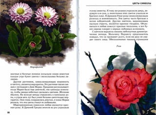 ЦВЕТы-символы



                                                               голову невесты. К тому же розами украшали дверь, ве­
                                                               дущую в ее дом, а лепестками этих цветов усыпали ее

                                                               брачное ложе. В Древнем Риме розы символизировали
                                                               роскошь и изнеженность. Эти цветы часто бросали к
                                                               ногам победителей. Другим цветком, выражающим
                                                               пылкую страсть, является красная гвоздика. Объяс­
                                                               ниться в любви помогут красные тюльпаны, а вот бу­
                                                               кет сирени говорит о первых любовных волнениях.
                                                                 С цветком нарцисса связана любопытная древнегре­
                                                               ческая легенда. Мальчику Нарциссу предсказатель
                                                               поведал, что он проживет долго, если ни разу не уви­

                                                               дит своего лица. Обеспокоенные таКИМИj странными



                                                                                       Роза




                       Маргаритки



     знатные и богатые женихи посылали своим невестам
     каждое утро букет цветов с несколькими белыми ли­
     лиями.

       Другим растением, символизирующим невинность
     и чистоту, является маргаритка. Это растение также свя­
     зано с легендами о Деве Марии. Предания рассказывают:
     когда Мария была еще девочкой, она однажды пожела­
     ла, чтобы звезды небесные сделались цветами. Желание
     сбылось. На восходе звезды отразились в капельках ро­
     сы, а утром весь луг был усеян белыми цветочками мар­
     гариток. Они очень понравились девочке, и юная Мария
     решила, что эти цветы станут ее любимыми.
       Общепризнанным символом любви являются крас­
     ные розы. В Древней Греции венком из роз украшали


88
 