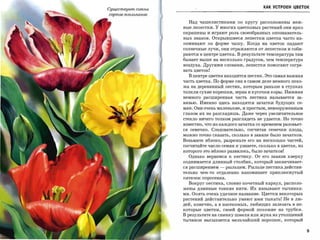 КАК УСТРОЕН ЦВЕТОК
Существуют сотnu
сортов тюльпанов


                     Над чашелистиками по кругу расположены неж­
                   ные лепестки. У многих цветковых растений они ярко
                   окрашены и играют роль своеобразных опознаватель­
                   ных знаков. Открывшиеся лепестки цветка часто на­
                   поминают по форме чашу. Когда на цветок падают
                   солнечные лучи, они отражаются от лепестков и соби­
                   раются в центре цветка. В результате температура там
                   бывает выше на несколько градусов, чем температура
                   воздуха. Другими словами, лепестки помогают согре­
                   ва ть цветок!
                     В центре цветка находится пестик. Это самая важная
                   часть цветка. По форме она в самом деле немного похо­
                   жа на деревянный пестик, которым раньше в ступках
                   толкли сухие корешки, зерна и кусочки коры. Нижняя
                   немного   расширенная   часть   пестика   называется   за­

                   вязью. Именно здесь находятся зачатки будущих се­
                   мян. Они очень маленькие, и простым, невооруженным
                   глазом их не разглядишь. Даже через увеличительное
                   стекло ничего толком разглядеть не удается. Но точно
                   известно, что из каждого зачатка со временем разовьет­

                   ся семечко. Следовательно, сосчитав семечки плода,
                   можно точно сказать, сколько в завязи было зачатков.
                   Возьмите яблоко, разрежьте его на несколько частей,
                   сосчитайте число семян и узнаете, сколько в цветке, из
                   которого это яблоко развилось, было зачатков!
                     Однако вернемся к пестику. От его завязи кверху
                   поднимается длинный столбик, который заканчивает­
                   ся расширением   -   рыльцем. Рыльце пестика действи­
                   тельно чем-то отдаленно напоминает приплюснутый
                   пятачок поросенка.

                     Вокруг пестика, словно почетный караул, располо­
                   жены длинные тонкие нити. Их называют тычинка­
                   ми. Опять очень удачное название. Цветки некоторых
                   растений действительно умеют ими тыкать! Не в лю­
                   дей, конечно, а в насекомых, любящих залезать в не­
                   которые цветки, своей формой похожие на трубки.
                   В результате на спинку шмеля или жука из утолщений
                   тычинок высыпается мельчайший порошок, который


                                                                                9
 