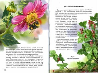 ДВА СПОСОБА РАЗМНОЖЕНИЯ


                                                                     Растения умеют размножаться двумя способами.
                                                                   Первый       -   так называемое бесполое размножение.
                                                                   Для него достаточно одного-единственного растения.
                                                                   Новые молодые растеньица воз­
                                                                   никают из его частей. Прико­
                                                                   панная ветка черной смороди­
                                                                   ны     со   временем   дает    новый
                                                                   куст.       Сорняк   сныть    быстро
                                                                   распространяется        по    огороду

                                                                   с помощью длинного подземно­

                                                                   го корневища, на концах кото­

                                                                   рого    постоянно    возникаюr      но­

                                                                   вые растеньица. У некоторых
                                                                   комнатных растений крошеч­
                                                                   ные растеньица образуются на
                                                                   краях листа. Все это примеры
                                                                   вегетативного, или бесполого,
                                                                   размножения.
                                                  Цветок
                                                                     Все ландыши на поляне мо­
                                                  георгина
                                                                   гут быть единым растением, чье
                                                                   корневище необычайно разрос­
                                                                   лось. Группа деревьев на поляне
                                                                   тоже может быть единым суще­

     назыв~тся пыльцой. Наверняка вы с этой пыльцой                ством, образовавшимся за счет
                                                                   вегетативного        размножения.
     сталкивались и сами. Если понюхать какой-либо рас­
     пустившийся цветок, засунув в него свой нос, на кончи­
     ке носа может появиться желтоватое или красноватое

     пятнышко. Это пыльца высыпалась из тычинок.
       А зачем она нужна, эта пыльца? Для чего нужен
                                                                                                Куст
     пестик,   понятно   -   внутри   находятся   зародыши   се­
                                                                                        красной смородины
     мян.   Лепестки помогают эти зародыши согревать
     и привлекают к цветку насекомых. А пыльца для че­
     го? Вряд ли чтобы подкармливать пчел и жуков. Да
     и вообще, зачем цветам привлекать к себе насекомых?
     Для того чтобы ответить на этот вопрос, надо погово­
     рить о том, как растения умеют размножаться.



10
 