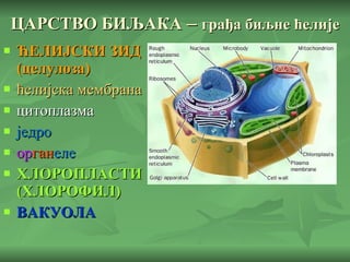 ЦАРСТВО БИЉАКА  –  грађа биљне ћелије ЋЕЛИЈСКИ ЗИД (целулоза) ћелијска мембрана цитоплазма једро ор ган еле ХЛОРОПЛАСТИ (ХЛОРОФИЛ) ВАКУОЛА 