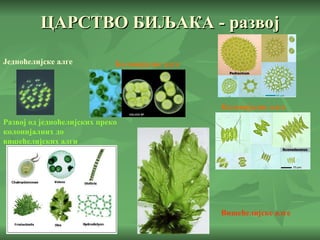 ЦАРСТВО БИЉАКА - развој Једноћелијске алге Колонијалне алге Колонијалне алге Вишећелијске алге Развој од једноћелијских преко колонијалних до вишећелијских алги 