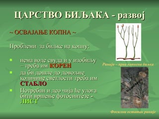 ЦАРСТВО БИЉАКА - развој ~ ОСВАЈАЊЕ КОПНА ~ Проблеми  за биљке на копну:  нема воде свуда и у изобиљу – треба им   КОРЕН да би дошле до довољне количине светлости треба им   СТАБЛО Потребан и део чија ће улога бити вршење фотосинтезе  -   ЛИСТ Ринија – прва копнена биљка Фосилни остатак риније 