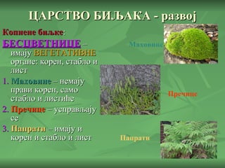 ЦАРСТВО БИЉАКА - развој Копнене биљке : БЕСЦВЕТНИЦЕ  – имају  ВЕГЕТАТИВНЕ  органе: корен, стабло и лист 1.   Маховине  – немају прави корен, само стабло и листиће 2.   Пречице  – усправљају се 3.   Папрати  – имају и корен и стабло и лист Маховине Пречице Папрати 