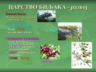 ЦАРСТВО БИЉАКА - развој Копнене биљке: Од  дрвенастих папрати  развијају се  ГОЛОСЕМЕНИЦЕ: - имају  СЕМЕ - немају   цвет и плод СКРИВЕНОСЕМЕНИЦЕ: - имају развијене  РЕПРОДУКТИВНЕ ОРГАНЕ  (органи за размножавање) 1.   ЦВЕТ  (називају се и цветнице) 2.   СЕМЕ  и  ПЛОД Бор Трешња 