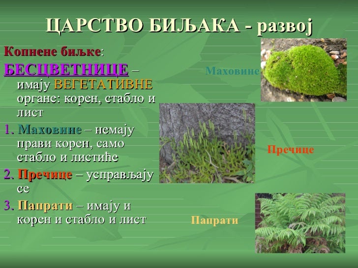 Царство биљака, 5. разред
