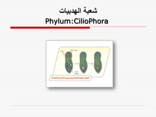 ‫شعبة الهدبيات‬
Phylum:CilioPhora
 