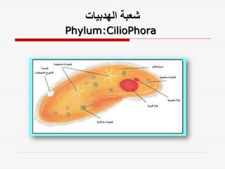 ‫شعبة الهدبيات‬
Phylum:CilioPhora
 