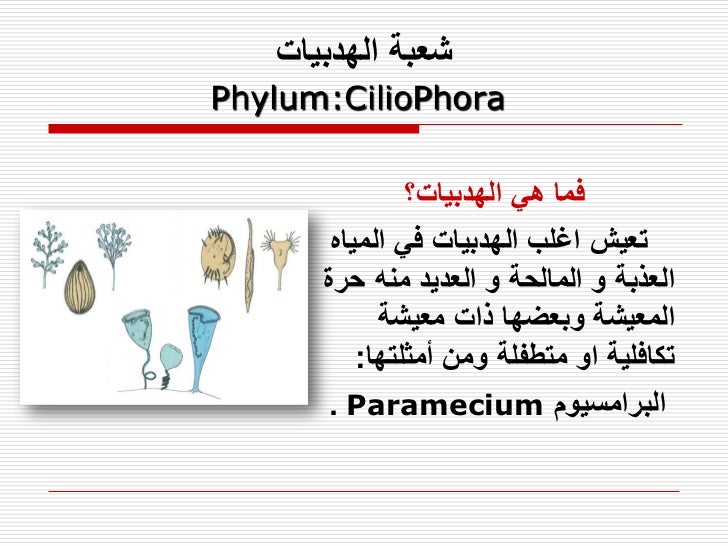 الهدبيات