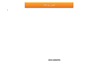 •




    OVIS LONGIPES
 