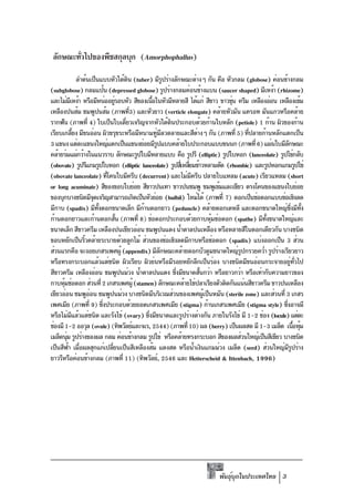 ลักษณะทัวไปของพืชสกุลบุก (Amorphophallus)
         ่

                  ลำต้นเป็นแบบหัวใต้ดน (tuber) มีรปร่างลักษณะต่างๆ กัน คือ หัวกลม (globose) ค่อนข้างกลม
                                          ิ              ู
(subglobose) กลมแป้น (depressed globose) รูปร่างกลมค่อนข้างแบน (saucer shaped) มีเหง้า (rhizome)
และไม่มเหง้า หรือมีหน่ออยูรอบหัว สีของเนือในหัวมีหลายสี ได้แก่ สีขาว ขาวขุน ครีม เหลืองอ่อน เหลืองเข้ม
            ี                       ่             ้                          ่
เหลืองปนส้ม ชมพูปนส้ม (ภาพที3) และหัวยาว (verticle elongate) คล้ายหัวมัน แครอท มันแกวหรือคล้าย
                                            ่
รากฟัน (ภาพที่ 4) ใบเป็นใบเดียวเจริญจากหัวใต้ดนประกอบด้วยก้านใบหลัก (petiole) 1 ก้าน ผิวของก้าน
                                        ่                  ิ
เรียบเกลียง มีขนอ่อน ผิวขรุขระหรือมีหนามทูมลวดลายและสีตางๆ กัน (ภาพที่ 5) ทีปลายก้านหลักแตกเป็น
                ้                                   ่ ี            ่               ่
3 แขนง แต่ละแขนงใหญ่แตกเป็นแขนงย่อยมีรปแบบคล้ายใบประกอบแบบขนนก (ภาพที่ 6) แผ่นใบมีลกษณะ
                                                     ู                                              ั
คล้ายร่มแผ่กว้างในแนวราบ ลักษณะรูปใบมีหลายแบบ คือ รูปรี (elliptic) รูปใบหอก (lanceolate) รูปไข่กลับ
(obovate) รูปรีแกมรูปใบหอก (elliptic lanceolate) รูปสีเ่ หลียมข้าวหลามตัด (rhombic) และรูปหอกแกมรูปไข่
                                                               ่
(obovate lanceolate) ทีโคนใบมีครีบ (decurrent) และไม่มครีบ ปลายใบแหลม (acute) เรียวแหลม (short
                                ่                                ี
or long acuminate) สีของขอบใบย่อย สีขาวปนเทา ขาวปนชมพู ชมพูเข้มและเขียว ตรงโคนของแขนงใบย่อย
ของบุกบางชนิดมีจดเจริญสามารถเกิดเป็นหัวย่อย (bulbil) ใหม่ได้ (ภาพที่ 7) ดอกเป็นช่อดอกแบบช่อเชิงลด
                         ุ
มีกาบ (spadix) มีทงดอกขนาดเล็ก มีกานดอกยาว (peduncle) คล้ายดอกเดหลี และดอกขนาดใหญ่ซงมีทง
                           ้ั                 ้                                                        ่ึ ้ั
ก้านดอกยาวและก้านดอกสัน (ภาพที่ 8) ช่อดอกประกอบด้วยกาบหุมช่อดอก (spathe) มีทงขนาดใหญ่และ
                                      ้                                  ้               ้ั
ขนาดเล็ก สีขาวครีม เหลืองปนเขียวอ่อน ชมพูปนแดง น้ำตาลปนเหลือง หรือหลายสีในดอกเดียวกัน บางชนิด
ขอบหยักเป็นริวคล้ายระบายด้วยลูกไม้ ส่วนของช่อเชิงลดมีกาบหรือช่อดอก (spadix) แบ่งออกเป็น 3 ส่วน
                     ้
ส่วนแรกคือ จะงอยเกสรเพศผู้ (appendix) มีลกษณะคล้ายดอกบัวตูมขนาดใหญ่รปกรวยคว่ำ รูปร่างเรียวยาว
                                                       ั                        ู
หรือทรงกระบอกแล้วแต่ชนิด ผิวเรียบ ผิวย่นหรือมีรอยหยักลึกเป็นร่อง บางชนิดมีขนอ่อนกระจายอยูทวไป         ่ ่ั
สีขาวครีม เหลืองอ่อน ชมพูปนม่วง น้ำตาลปนแดง ซึงมีขนาดสันกว่า หรือยาวกว่า หรือเท่ากับความยาวของ
                                                             ่       ้
กาบหุมช่อดอก ส่วนที่ 2 เกสรเพศผู้ (stamen) ลักษณะคล้ายไข่ปลาเรียงตัวติดกันแน่นสีขาวครีม ขาวปนเหลือง
       ้
เขียวอ่อน ชมพูออน ชมพูปนม่วง บางชนิดมีบริเวณส่วนของเพศผูเป็นหมัน (sterile zone) และส่วนที่ 3 เกสร
                       ่                                               ้
เพศเมีย (ภาพที่ 9) ซึงประกอบด้วยยอดเกสรเพศเมีย (stigma) ก้านเกสรเพศเมีย (stigma style) ซึงอาจมี
                              ่                                                                   ่
หรือไม่มแล้วแต่ชนิด และรังไข่ (ovary) ซึงมีขนาดและรูปร่างต่างกัน ภายในรังไข่ มี 1-2 ช่อง (locule) แต่ละ
              ี                                 ่
ช่องมี 1-2 ออวุล (ovule) (ทิพวัลย์และจเร, 2544) (ภาพที่ 10) ผล (berry) เป็นผลสด มี 1-3 เมล็ด เนือหุม     ้ ้
เมล็ดนุม รูปร่างของผล กลม ค่อนข้างกลม รูปไข่ หรือคล้ายทรงกระบอก สีของผลส่วนใหญ่เป็นสีเขียว บางชนิด
         ่
เป็นสีฟา เมือผลสุกแก่เปลียนเป็นสีเหลืองส้ม แดงสด หรือน้ำเงินแกมม่วง เมล็ด (seed) ส่วนใหญ่มรปร่าง
           ้ ่                    ่                                                                 ีู
ยาวรีหรือค่อนข้างกลม (ภาพที่ 11) (ทิพวัลย์, 2546 และ Hetterscheid & Ittenbach, 1996)




                                                                        พันธุบกในประเทศไทย 3
                                                                             ์ ุ
 
