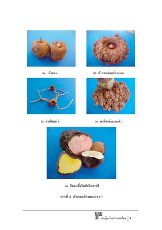 3a หัวกลม                                3b หัวกลมค่อนข้างแบน




3c หัวที่มีเหง้า                           3d หัวทีมหน่อรอบหัว
                                                   ่ ี




                      3e สีของเนือในหัวมีหลายสี
                                ้

                   ภาพที่ 3 หัวกลมลักษณะต่างๆ



                                                  พันธุบกในประเทศไทย 4
                                                       ์ ุ
 