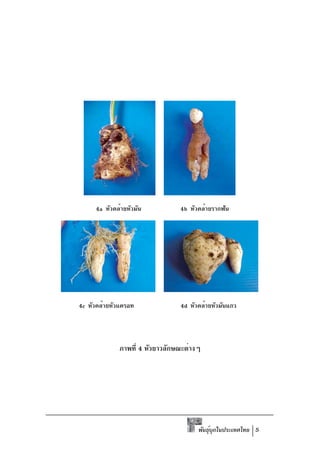 4a หัวคล้ายหัวมัน           4b หัวคล้ายรากฟัน




4c หัวคล้ายหัวแครอท              4d หัวคล้ายหัวมันแกว




              ภาพที่ 4 หัวยาวลักษณะต่างๆ




                                       พันธุบกในประเทศไทย 5
                                            ์ ุ
 