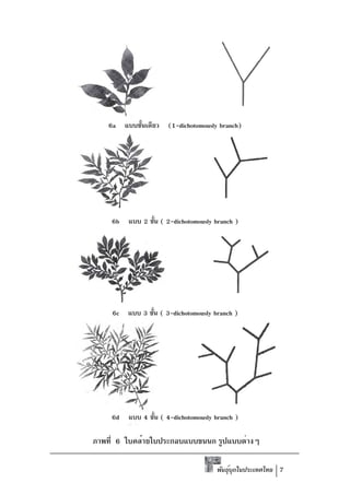 6a แบบชันเดียว (1-dichotomously branch)
            ้




    6b แบบ 2 ชั้น ( 2-dichotomously branch )




     6c แบบ 3 ชัน ( 3-dichotomously branch )
                ้




    6d แบบ 4 ชั้น ( 4-dichotomously branch )

ภาพที่ 6 ใบคล้ายใบประกอบแบบขนนก รูปแบบต่างๆ

                                     พันธุบกในประเทศไทย 7
                                          ์ ุ
 