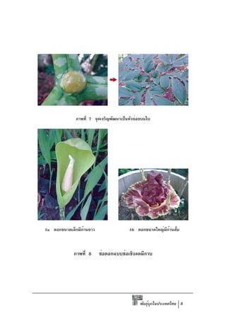 ภาพที่ 7 จุดเจริญพัฒนาเป็นหัวย่อยบนใบ




8a ดอกขนาดเล็กมีกานยาว
                 ้                     8b ดอกขนาดใหญ่มกานสัน
                                                      ี ้ ้


            ภาพที่ 8     ช่อดอกแบบช่อเชิงลดมีกาบ




                                            พันธุบกในประเทศไทย 8
                                                 ์ ุ
 