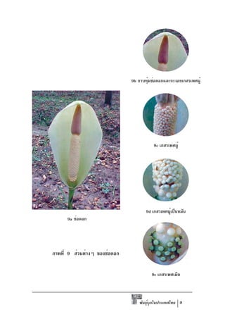 9b กาบหุมช่อดอกและจะงอยเกสรเพศผู้
                                      ้




                                         9c เกสรเพศผู้




                                      9d เกสรเพศผูเป็นหมัน
                                                 ้
      9a ช่อดอก




ภาพที่ 9 ส่วนต่างๆ ของช่อดอก


                                        9e เกสรเพศเมีย



                                  พันธุบกในประเทศไทย 9
                                       ์ ุ
 