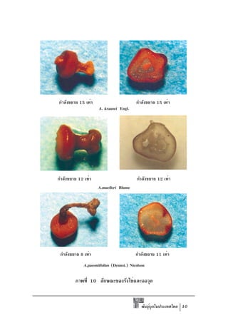 กำลังขยาย 15 เท่า                         กำลังขยาย 15 เท่า
                     A. krausei Engl.




กำลังขยาย 12 เท่า                         กำลังขยาย 12 เท่า
                     A.muelleri Blume




 กำลังขยาย 8 เท่า                         กำลังขยาย 11 เท่า
             A.paeoniifolius (Dennst.) Nicolson

        ภาพที่ 10 ลักษณะของรังไข่และออวุล


                                             พันธุบกในประเทศไทย 10
                                                  ์ ุ
 